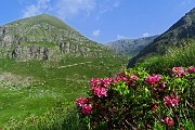 14 Rododendri in fiore con Monte Poiat (2324 m)
